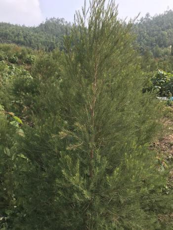 Cây giống Tràm trà