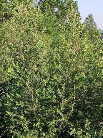 Cây giống Tràm năm gân